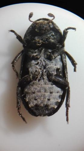 Dermestes laniarius